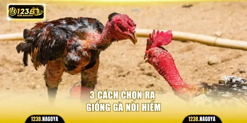 3 cách chọn ra giống gà nòi hiếm