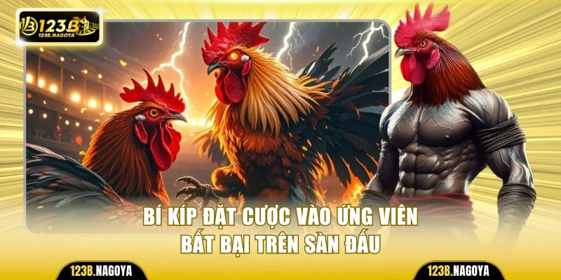 Bí kíp đặt cược vào ứng viên bất bại trên sàn đấu