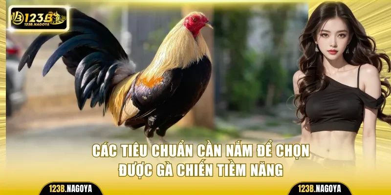 Các tiêu chuẩn cần nắm để chọn được gà chiến tiềm năng