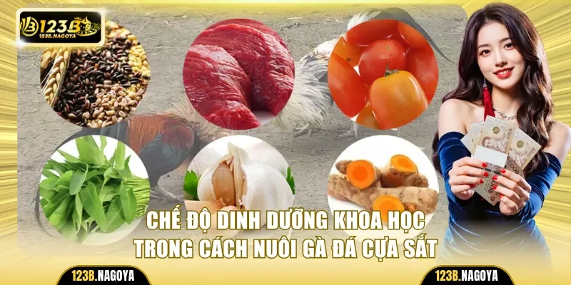Chế độ dinh dưỡng khoa học trong cách nuôi gà đá cựa sắt
