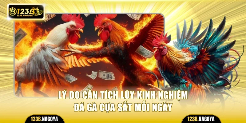 Lý do cần tích lũy kinh nghiệm đá gà cựa sắt mỗi ngày