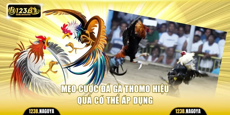 Một vài mẹo cược đá gà Thomo hiệu quả có thể áp dụng 