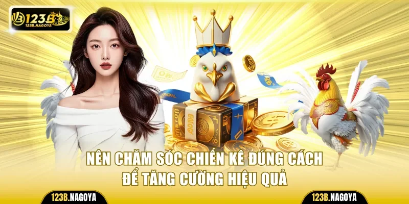 Nên chăm sóc chiến kê đúng cách để tăng cường hiệu quả